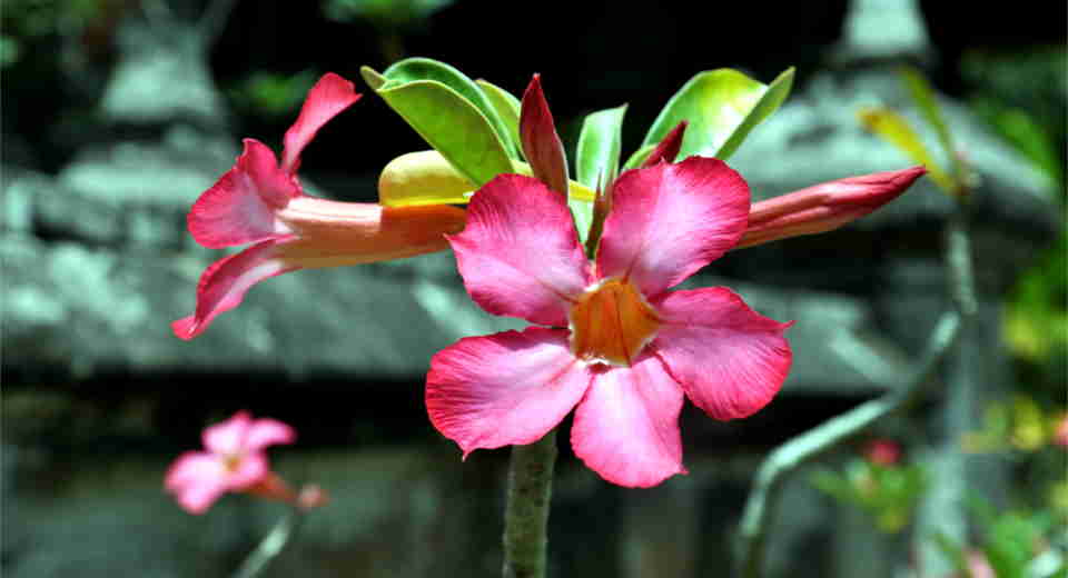 Botanical Garden Games 3 Fun Challenges You Have To Try Our free Botanical Garden games include a botanical quiz