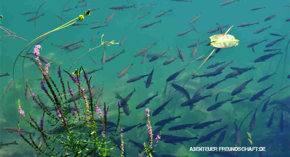 Wasserspa Im Sommer Was Du Am Auf Und Im Wasser Nicht Verpasst Darfst Entdecke die Unterwasserwelt deutscher Seen und habe Wasserspaß beim schnorcheln.