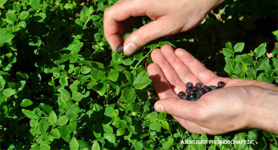 Wilde Blaubeeren reifen laut saisonkalender für Obst schon im Frühsommer