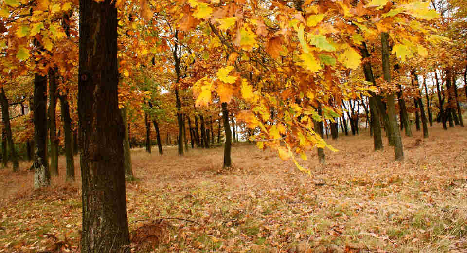 Pilze sammeln im Buchen- oder Eichenwald lohnt sich wegen einigen besonderen Pilzen, die in Symbiose mit diesen Bäumen leben