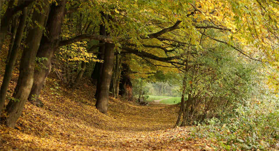 20 Freizeitaktivit Ten Im Herbst Die Du Auf Keinen Fall Vers Umen Darfst Freizeitaktivitäten im Herbst wie Spaziergänge durch einen Wald oder den botanischen Garten