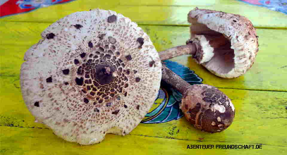 Parasol mushrooms enrich most wild mushroom recipes, but it is best to prepare them individually, otherwise their great flavour is lost.