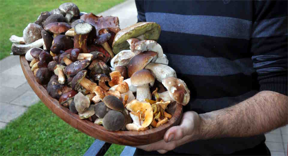 Köstlichkeiten aus dem Wald: 3 leckere Waldpilz-Rezepte | Anleitung