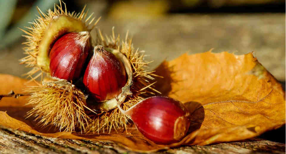 How To Harvest Chestnuts And Prepare Them 5 Essential Tips Sweet chestnuts can be found from September to November in Germany
