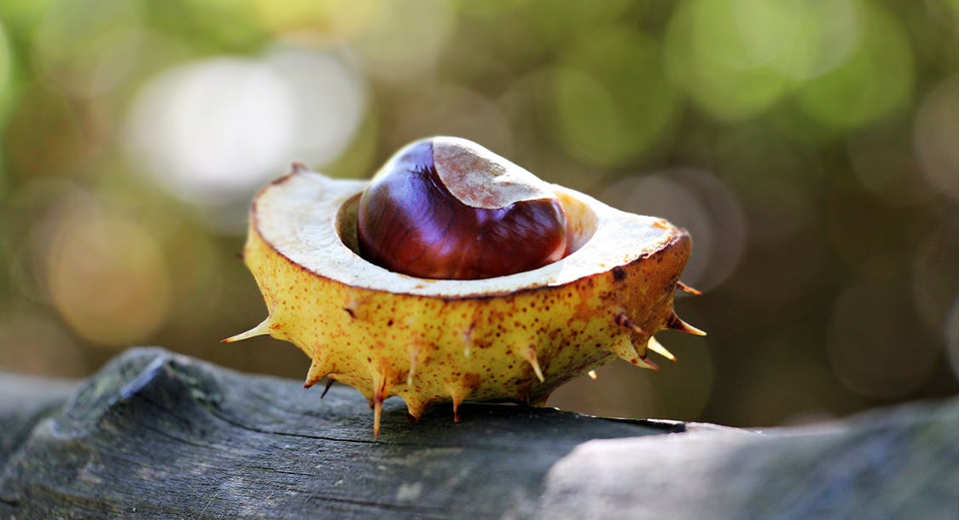How To Harvest Chestnuts And Prepare Them 5 Essential Tips When it comes to how to harvest chestnuts, you need to know the difference between horse chestnut and sweet chestnut.