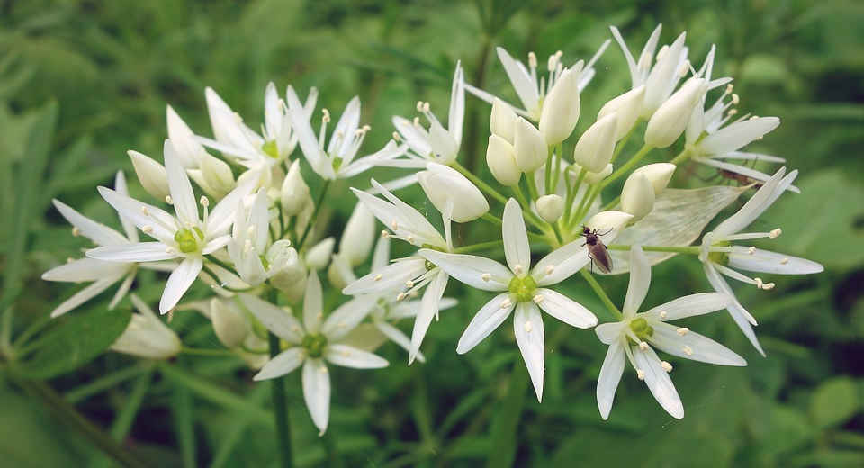 B Rlauch Sammeln Alles Was Du Wissen Musst Beim Bärlauch sammeln sollte man sich die Blüten genau anschauen