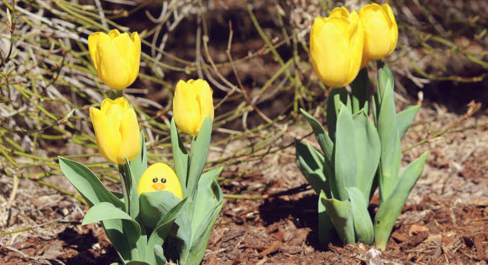 Easter Egg Hiding For The Advanced The 66 Best Hiding Places Easter egg hiding in nature
