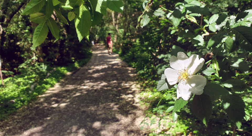 Naturpark S Dgel Nde Sch Neberg Technik Kunst Amp Wilde Natur Pfad durch den Naturpark Südgelände Schöneberg im Frühling