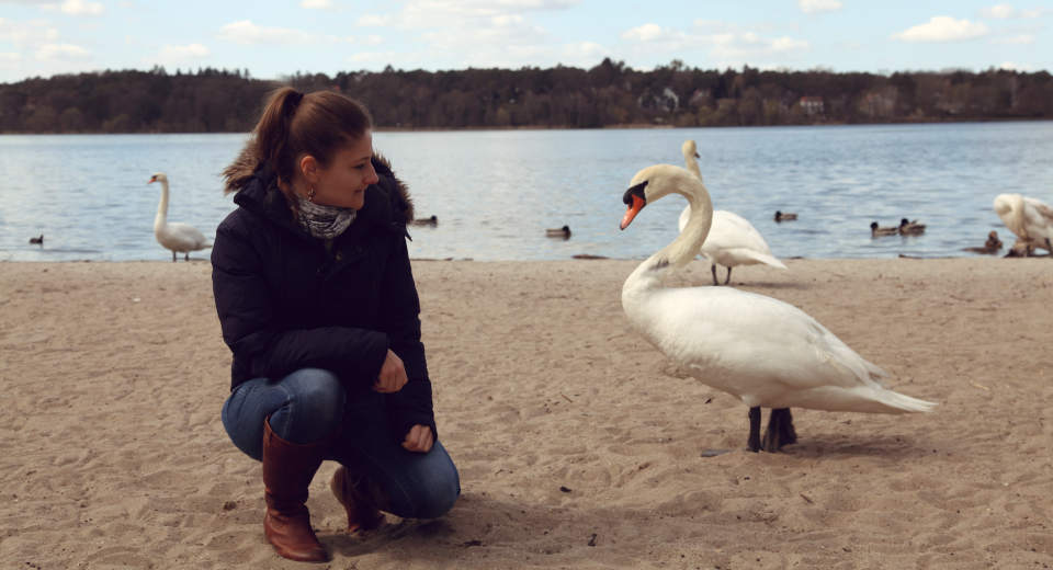 Lieper Bucht Die Lieper Bucht ist beliebt bei Schwänen