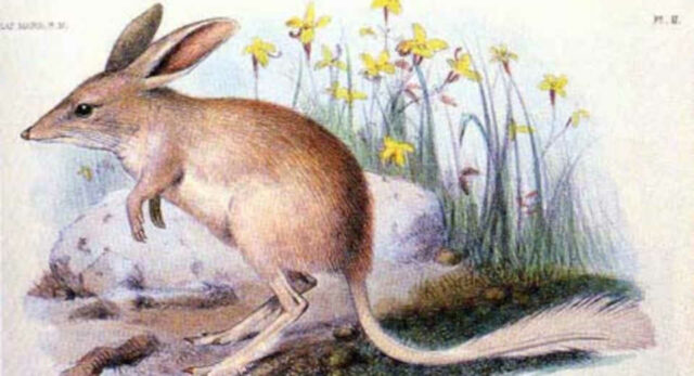 Was Hat Der Osterhase Mit Ostern Zu Tun Spannende Fakten Zu Ostern Einfach Erkl Rt "In Australien wird der Osterhase vom einheimischen Beuteltier Bilby vertreten."