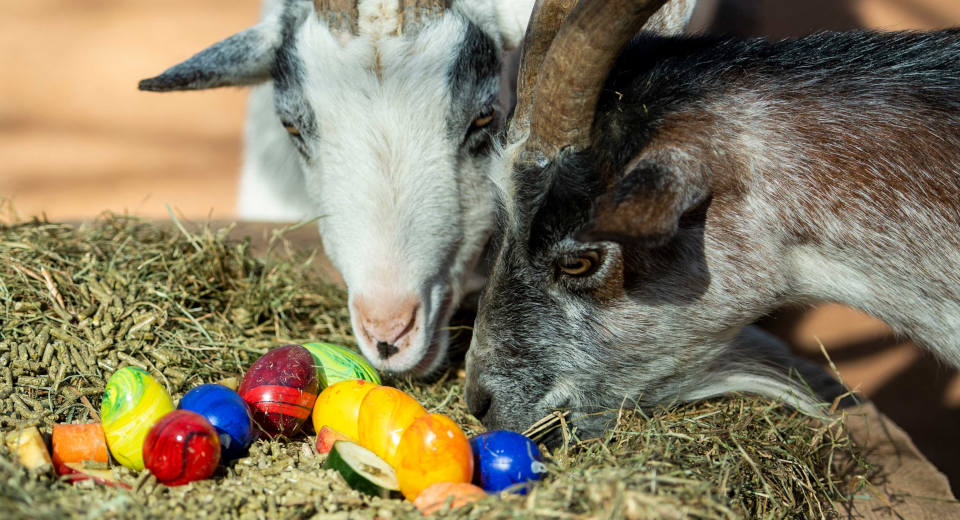 Bayern-an-ostern-hellabrunn "An Ostern in Bayern gibt es eine Rallye im Tierpark Hellabrunn"