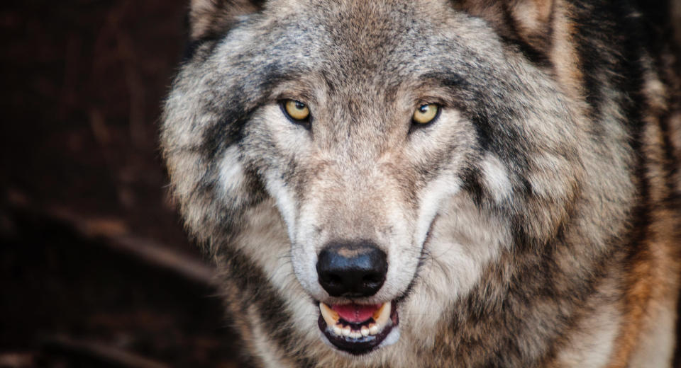 Ostern In Brandenburg Die 10 Sch Nsten Osterausfl Ge "Wolfsnacht im Waldpark Schorfheide"