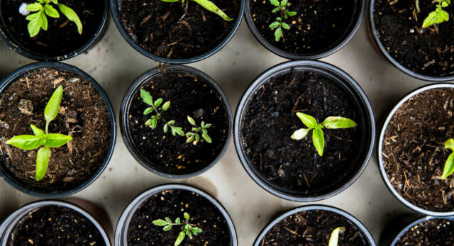 "Sustainable "Plants and seeds make great sustainable Christmas gifts."