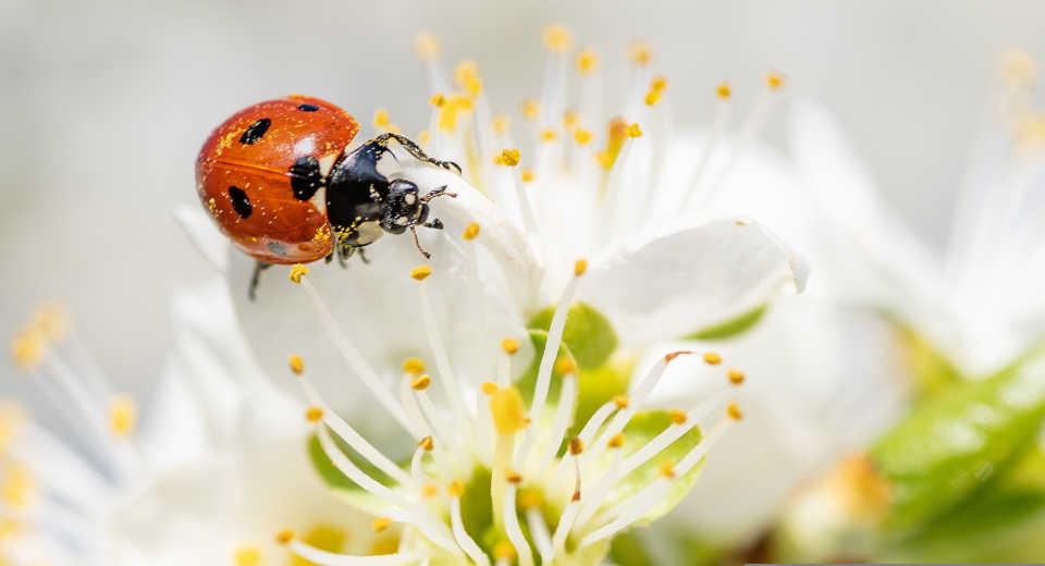 "Frühlings-Schnitzeljagd Nahaufnahme eines Marienkäfers auf einer blühenden Blume"