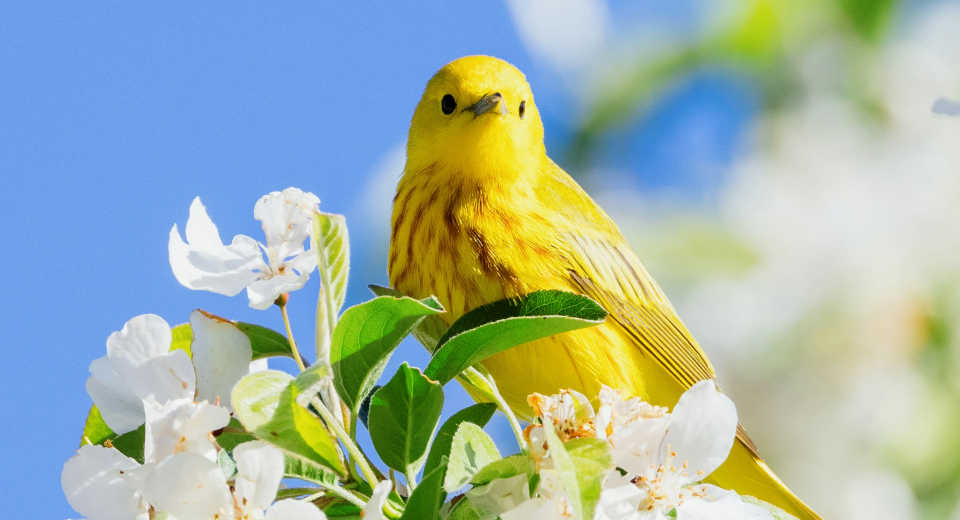 "Frühlings-Schnitzeljagd mit einem gelben Vogel, der auf einem Zweig mit weißen Blüten sitzt"
